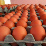 Producción de huevo avanza con fuerza, garantizando empleo y seguridad alimentaria