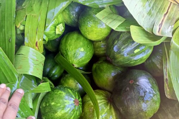 Expectativas de cosecha de ayote para 2025