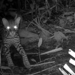 MARENA revisa cámaras trampas en la Reserva Natural Llanos de Lim-baika