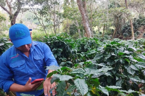 IPSA implementa robusto sistema de vigilancia fitosanitaria en el café de Nicaragua