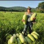 Producción de Sandía en Enero-Febrero 2025