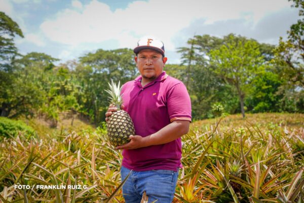 Hebert Moraga: Orgullo joven que cultiva futuro entre piñas y pitahayas