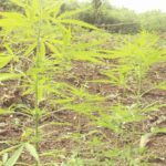 Ejército de Nicaragua incauta plantío de marihuana en Waspam