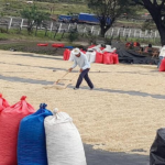 Nicaragua brilla con su café: un motor de calidad y desarrollo económico nacional