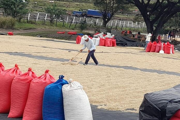 Nicaragua brilla con su café: un motor de calidad y desarrollo económico nacional