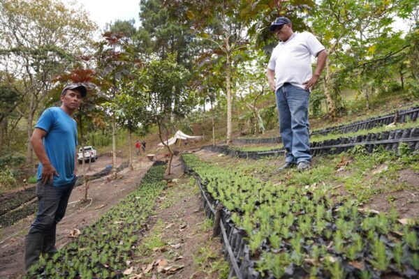 MARENA acompaña labor ambiental en vivero “Venecia” en Chontales