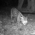 MARENA Monitorea biodiversidad en el Volcán Masaya con cámaras trampa