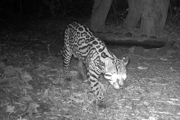 MARENA Monitorea biodiversidad en el Volcán Masaya con cámaras trampa