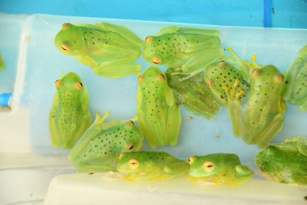 Exportaciones de fauna desde zoocriaderos contribuyen al desarrollo sostenible en Nicaragua