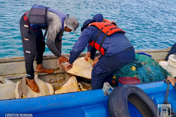 Ejército de Nicaragua libera 32 tortugas verdes en el Caribe Sur