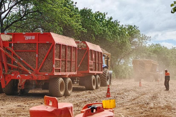 Nicaragua impulsa producción azucarera con estrategias para fortalecer el sector