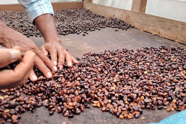 Café nicaragüense destaca en el ciclo 2024/2025