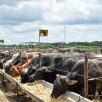 Nicaragua exporta más de 4,600 ganado bovino a México por vía marítima