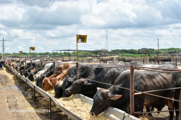 Nicaragua exporta más de 4,600 ganado bovino a México por vía marítima