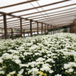 El cultivo de flores genera ingresos y empleo