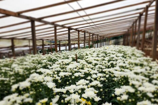 El cultivo de flores genera ingresos y empleo