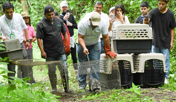 Libera 19 especies silvestres rehabilitadas en el volcán Masaya
