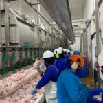 Producción avícola fortalece economía familiar y dinamiza el emprendimiento en Nicaragua