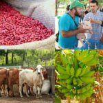 Producción agropecuaria avanza con buen ritmo pese a condiciones climáticas variables