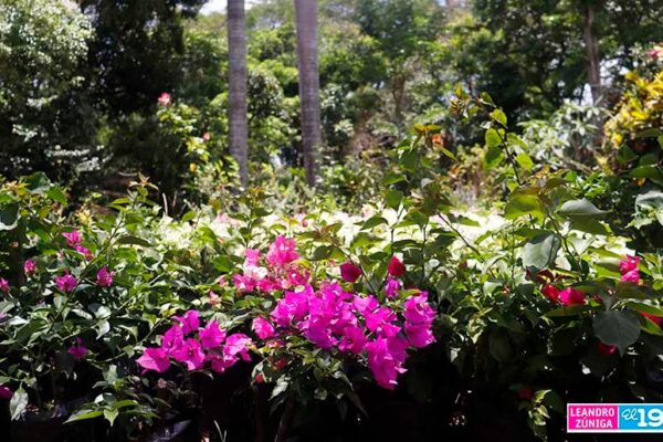 Avanza estrategia ambiental con ampliación de viveros y siembra masiva de plantas ornamentales