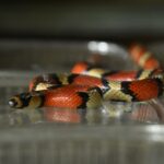 Nicaragua genera más de 9 millones de dólares en exportación responsable de fauna silvestre en primer semestre de 2025