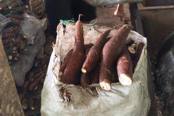 Producción de yuca alcanza 2.4 millones de quintales en el primer semestre de 2025