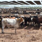 Producción de carne bovina alcanza 197 millones de libras en el primer semestre de 2025