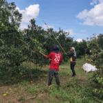 Nicaragua cosecha más de 319 millones de naranjas dulces en primeros cinco meses de 2025