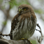 Cerro Negro recibe 7 % más visitantes y suma 106 nuevas especies registradas