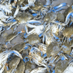 IPSA asegura higiene y trazabilidad en jaiba azul para exportación