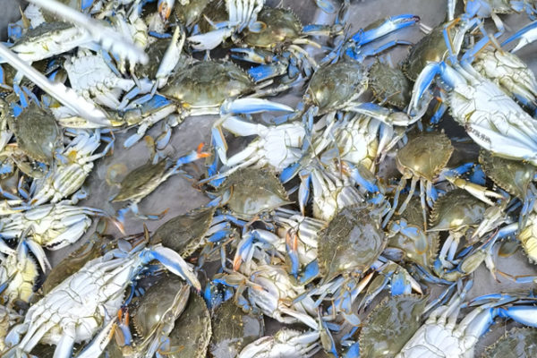 IPSA asegura higiene y trazabilidad en jaiba azul para exportación