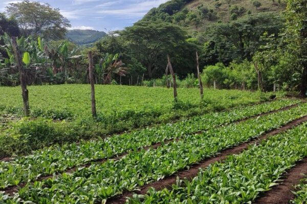 Culantro o chicoria agosto 2025
