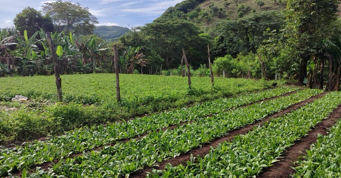 Culantro o chicoria agosto 2025