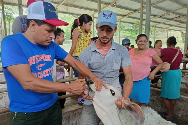 INTA realizó capacitación de practica para el manejo sanitario de vacas reproductoras y terneros