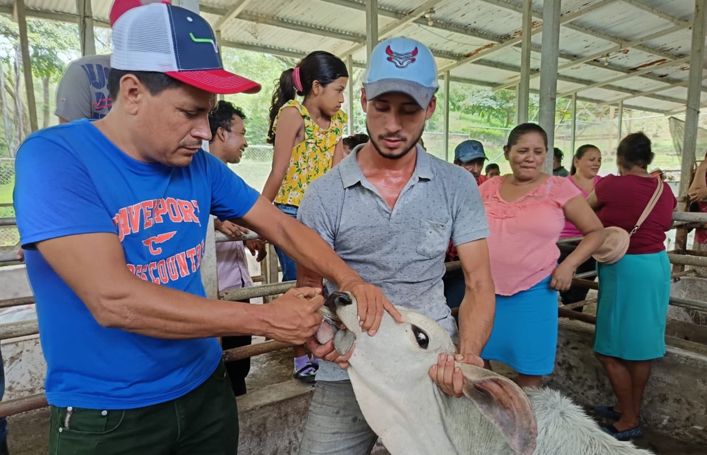 INTA realizó capacitación de practica para el manejo sanitario de vacas reproductoras y terneros