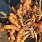 Cúrcuma se consolida como cultivo para pequeños y medianos productores nicaragüenses