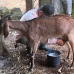 El Ministerio Agropecuario (MAG) reporta una producción de leche de cabra de 651,600 litros a julio 2025