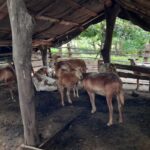 Productores nicaragüenses diversifican ingresos con la comercialización de ovinos