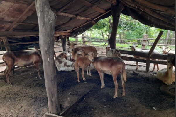 Productores nicaragüenses diversifican ingresos con la comercialización de ovinos