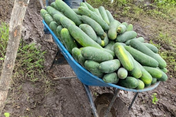 El pepino fortalece la economía familiar: MAG proyecta cosecha de 3.7 millones de unidades en agosto