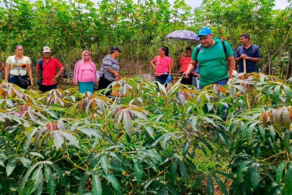 INTA impulsa mayor producción de yuca con nuevas variedades de alto rendimiento
