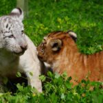 Zoológico Nacional celebra el nacimiento de dos tigresas, incluida una rara cría blanca