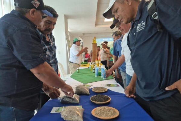 INTA impulsa nuevas tecnologías y variedades mejoradas en Congreso Nacional de Ajonjolí