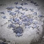 Liberan tortuguillos en Chacocente para proteger especie en peligro