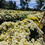 Nicaragua cosecha más de  778 mil docenas de flores en cuatro departamentos