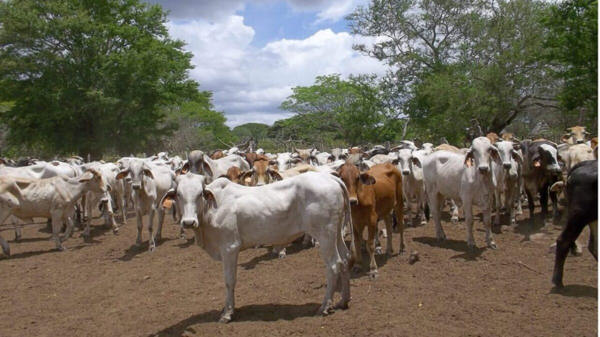 IPSA fortalece la sanidad agropecuaria y consolida certificaciones internacionales en 2025
