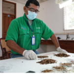 Nicaragua siembra futuro verde con más de 1,600 kilos de semillas forestales