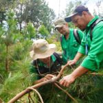 Nicaragua inicia monitoreo y vigilancia de bosques de pino en Jinotega y Madriz