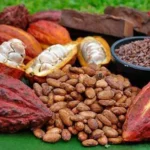 Nicaragua ratifica el Convenio del Cacao 2026 y se afianza como potencia regional