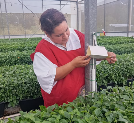 Nicaragua exporta 13.9 toneladas de esquejes ornamentales